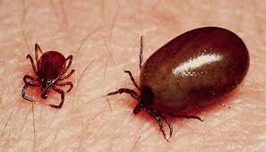 కలవరపెడుతున్న స్క్రబ్ టైఫస్: ఏపీలో మరణాలు, లక్షణాలు, జాగ్రత్తలు