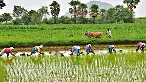 కలవరపెడుతున్న స్క్రబ్ టైఫస్: ఏపీలో మరణాలు, లక్షణాలు, జాగ్రత్తలు