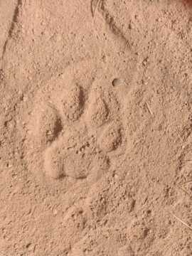 కదిరిలో చిరుత కలకలం: కుమ్మరవాండ్లపల్లి శివారులో అడుగుజాడలు గుర్తింపు