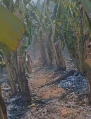 అరటి తోటకు నిప్పు.. 6 వేల చెట్లు అగ్నికి ఆహుతి..