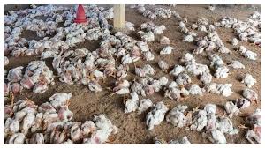 అది ఆలయాల విధ్వంసం కాదు.. పునర్నిర్మాణం: ఫేక్ ప్రచారాలపై మంత్రి నారా లోకేశ్ ఫైర్!