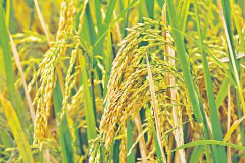 తెలంగాణ రైతులకు అలర్ట్..! వరి సాగుకు బ్రేక్..! మారనున్న గ్రామీణ ఆర్థిక చిత్రం..