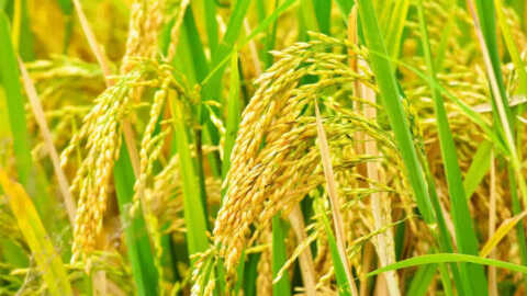 తెలంగాణ రైతులకు కేంద్రం గుడ్ న్యూస్: అదనపు ధాన్యం కొనుగోలుకు గ్రీన్ సిగ్నల్..