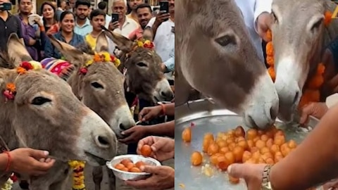 వర్షాల కోసం వింత పూజ.. గాడిదలకు గులాబ్ జామూన్లు తినిపిస్తున్న జనం..!